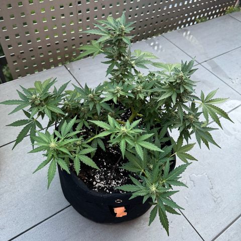 Mimosa Automatic growlog timeline photo