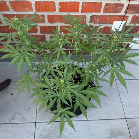Hulkberry Automatic growlog timeline photo
