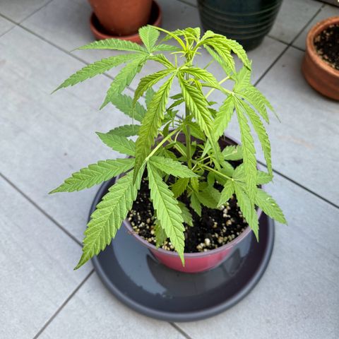 Do-Si-Dos Auto growlog timeline photo