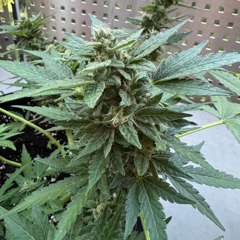 Mimosa Automatic growlog timeline photo