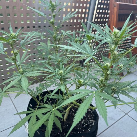 Hulkberry Automatic growlog timeline photo