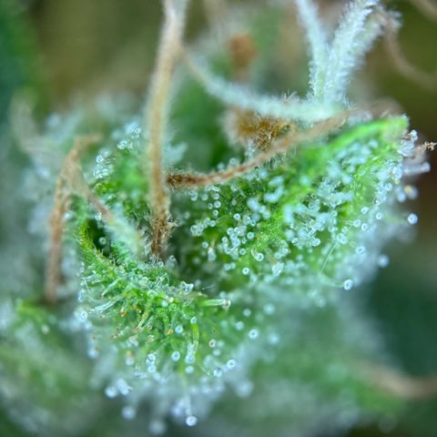 Mimosa Automatic growlog timeline photo