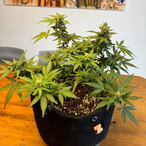 Mimosa Automatic growlog timeline photo