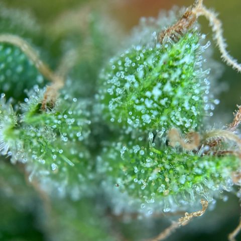 Mimosa Automatic growlog timeline photo