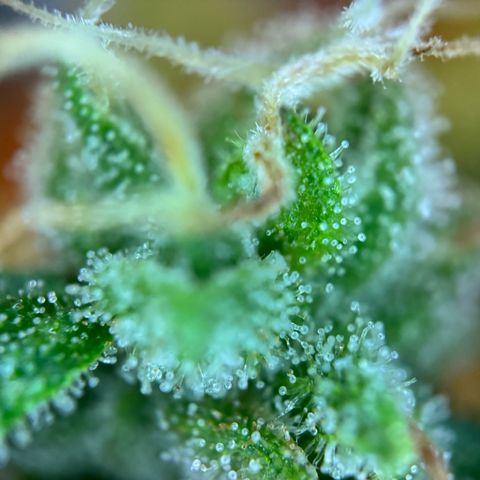 Mimosa Automatic growlog timeline photo