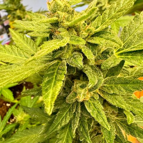 Mimosa Automatic growlog timeline photo