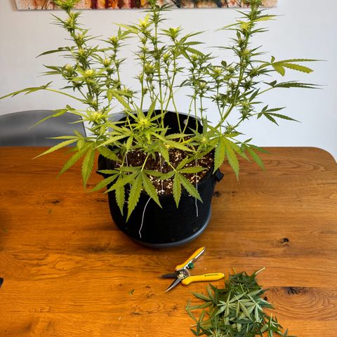 Hulkberry Automatic growlog timeline photo