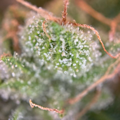Mimosa Automatic growlog timeline photo