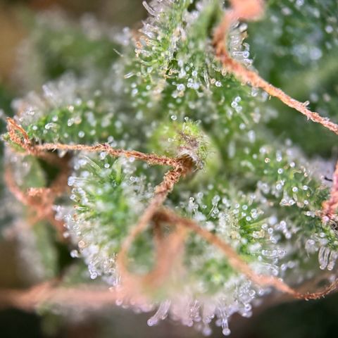 Mimosa Automatic growlog timeline photo
