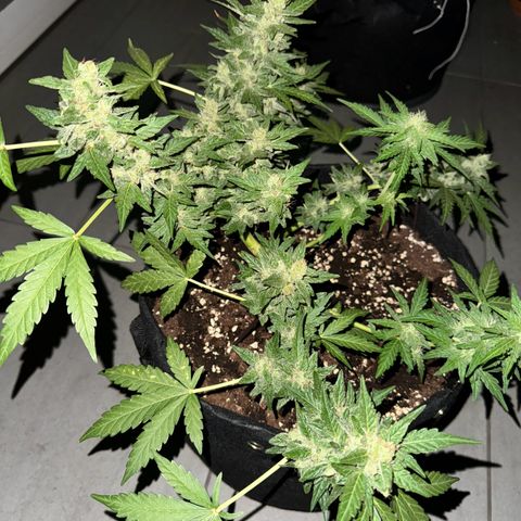 Mimosa Automatic growlog timeline photo