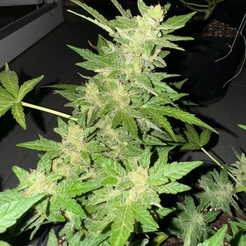 Mimosa Automatic growlog timeline photo