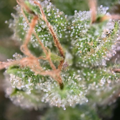 Mimosa Automatic growlog timeline photo
