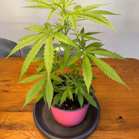 Do-Si-Dos Auto growlog timeline photo