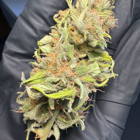 Royal Runtz Automatic growlog timeline photo