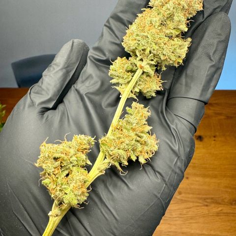 Royal Runtz Automatic growlog timeline photo