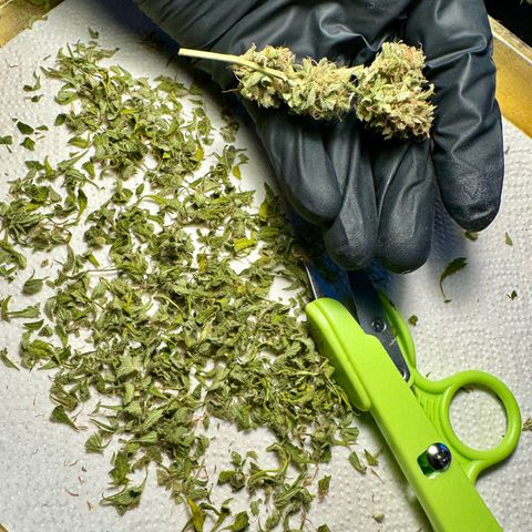Royal Runtz Automatic growlog timeline photo