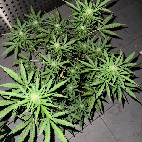 Hulkberry Automatic growlog timeline photo