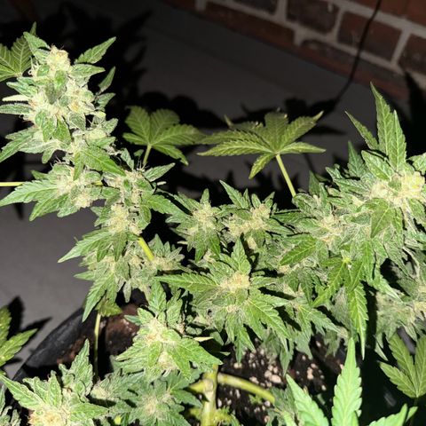 Mimosa Automatic growlog timeline photo