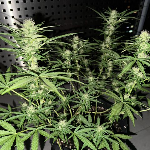 Hulkberry Automatic growlog timeline photo