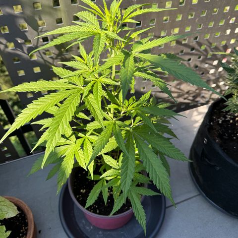 Do-Si-Dos Auto growlog timeline photo