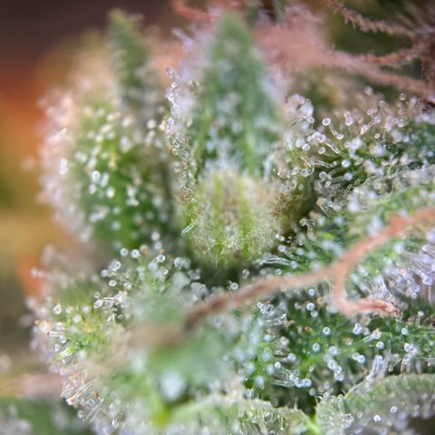 Mimosa Automatic growlog timeline photo