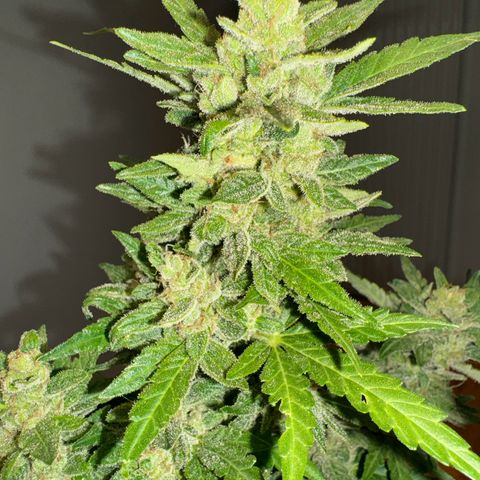 Mimosa Automatic growlog timeline photo