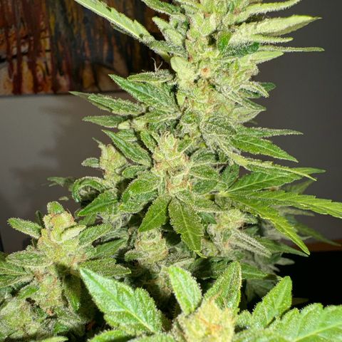 Mimosa Automatic growlog timeline photo