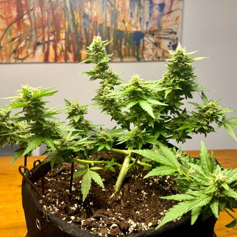 Mimosa Automatic growlog timeline photo