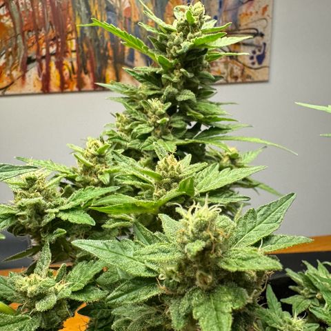 Mimosa Automatic growlog timeline photo