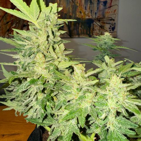 Mimosa Automatic growlog timeline photo