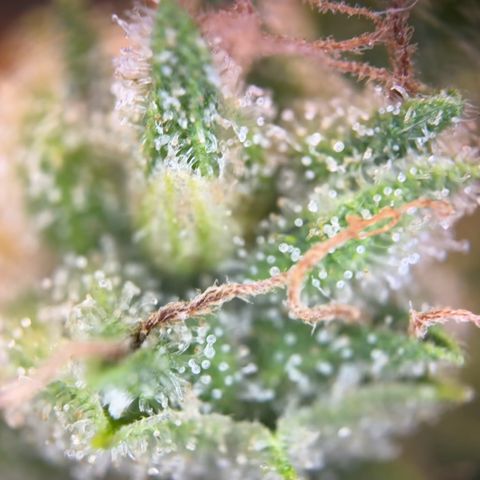 Mimosa Automatic growlog timeline photo