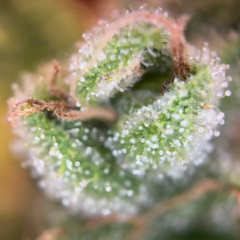 Mimosa Automatic growlog timeline photo