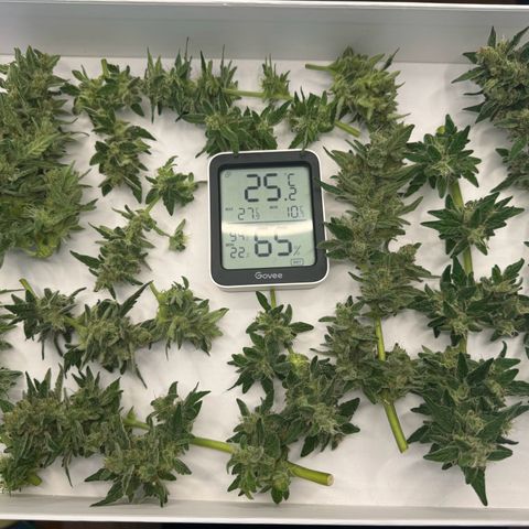 Mimosa Automatic growlog timeline photo