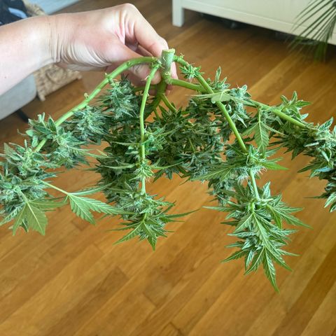 Mimosa Automatic growlog timeline photo