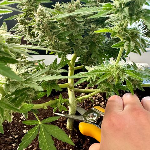 Mimosa Automatic growlog timeline photo