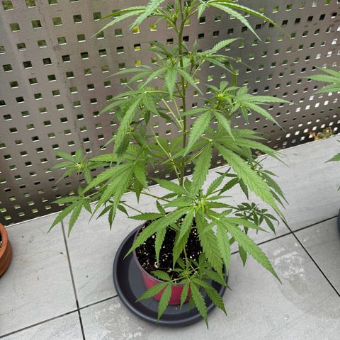 Do-Si-Dos Auto growlog timeline photo