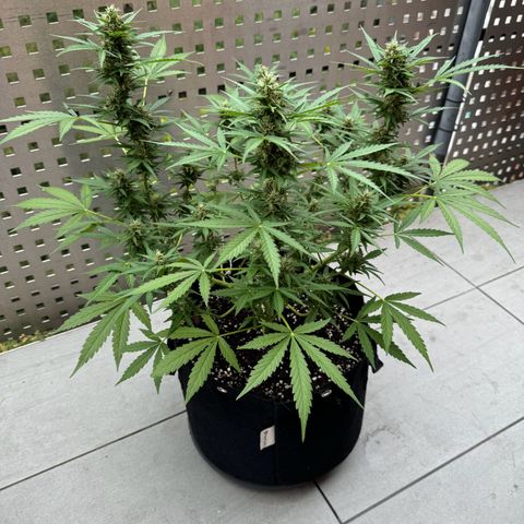 Hulkberry Automatic growlog timeline photo