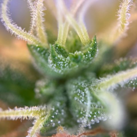 Hulkberry Automatic growlog timeline photo