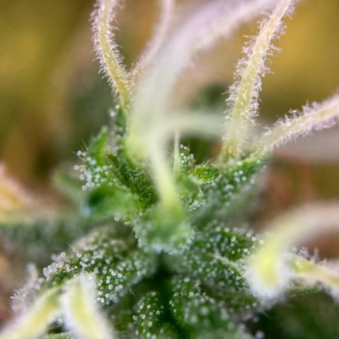 Hulkberry Automatic growlog timeline photo