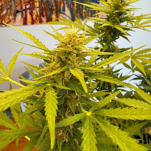 Hulkberry Automatic growlog timeline photo