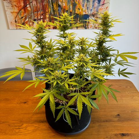 Hulkberry Automatic growlog timeline photo