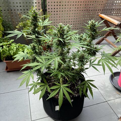 Hulkberry Automatic growlog timeline photo