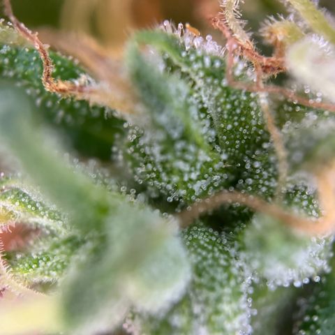Hulkberry Automatic growlog timeline photo
