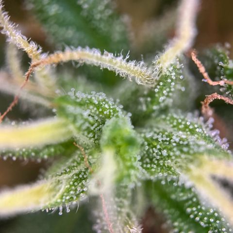 Hulkberry Automatic growlog timeline photo