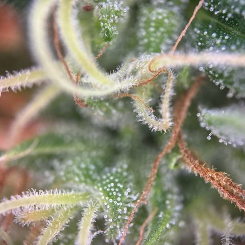 Hulkberry Automatic growlog timeline photo