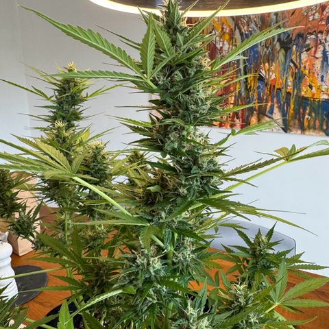 Hulkberry Automatic growlog timeline photo