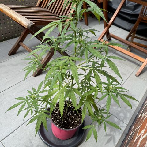 Do-Si-Dos Auto growlog timeline photo