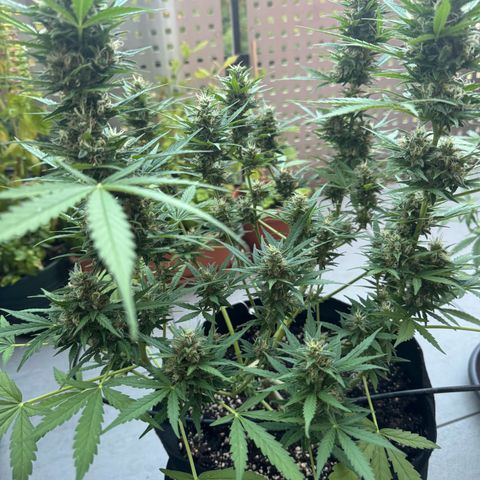 Hulkberry Automatic growlog timeline photo