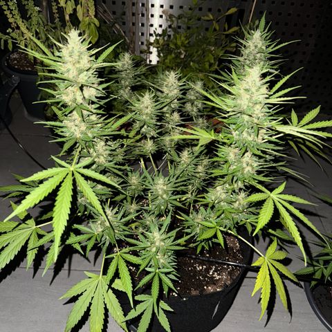 Hulkberry Automatic growlog timeline photo