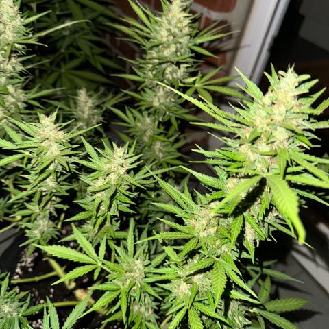 Hulkberry Automatic growlog timeline photo